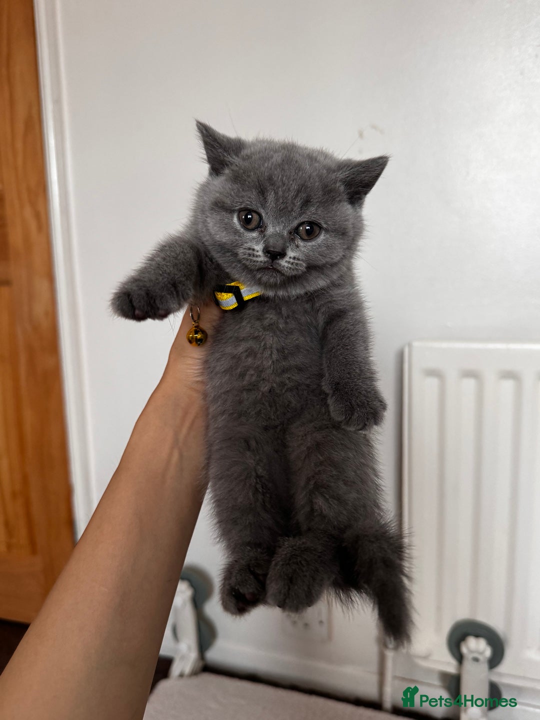 British Shorthair cats for sale: Pure British Shorthair kittens for sale  - Image 3