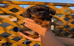 Dachshund dogs for sale: KC Register Standard Wirehaired Dachshund Puppies in Lincoln - Image 20