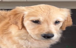 Golden Retriever dogs for sale: Healthy well socialised calm KC puppies - Image 31