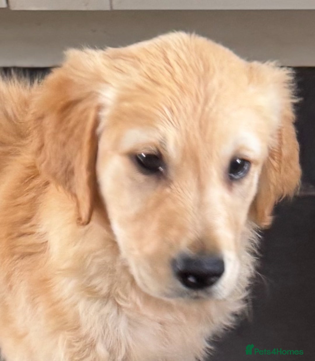 Golden Retriever dogs for sale: Healthy well socialised calm KC puppies - Image 31
