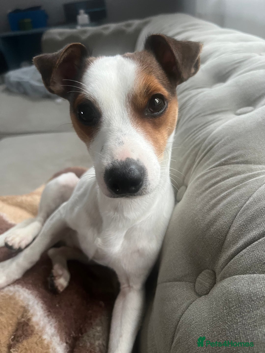 Jack Russell dogs for sale: Stunning Miniature Jack Russell Puppies!!! - Advert 22
