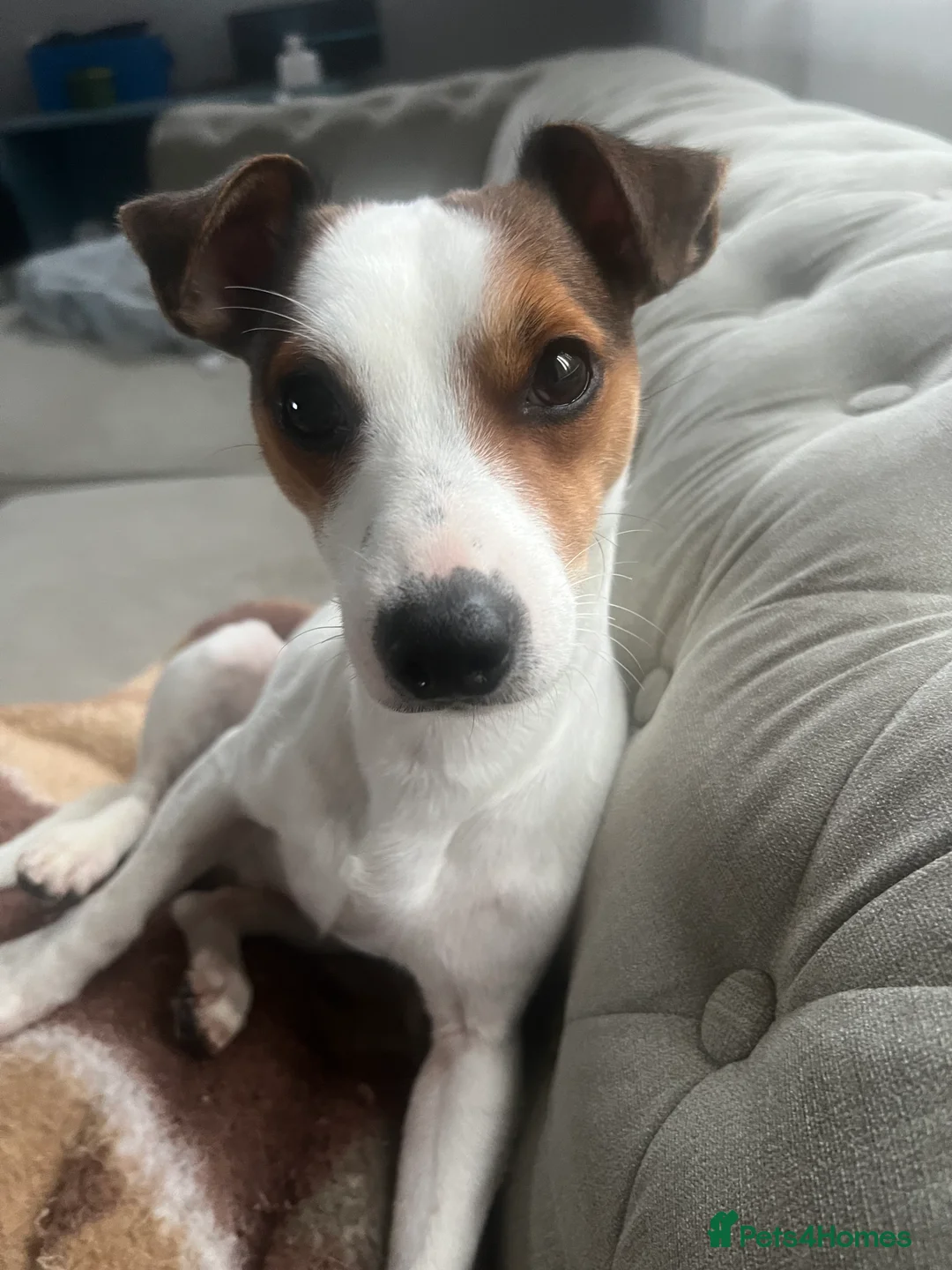 Jack Russell dogs for sale: Stunning Miniature Jack Russell Puppies!!! - Advert 19