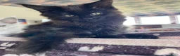 Maine Coon cats for sale: Stunning Black Smoke Maine Coon Girl – KamBaba🖤  in Thurso - Advert 10