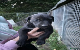 Lurcher dogs for sale: Bull lurcher puppies - Image 7
