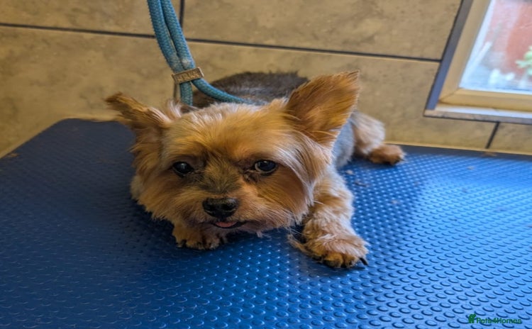 Yorkshire Terrier dogs - Advert 1