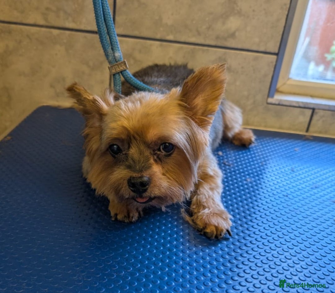Yorkshire Terrier dogs for adoption: Gorgeous Yorkshire Terrier for adoption  - Image 1