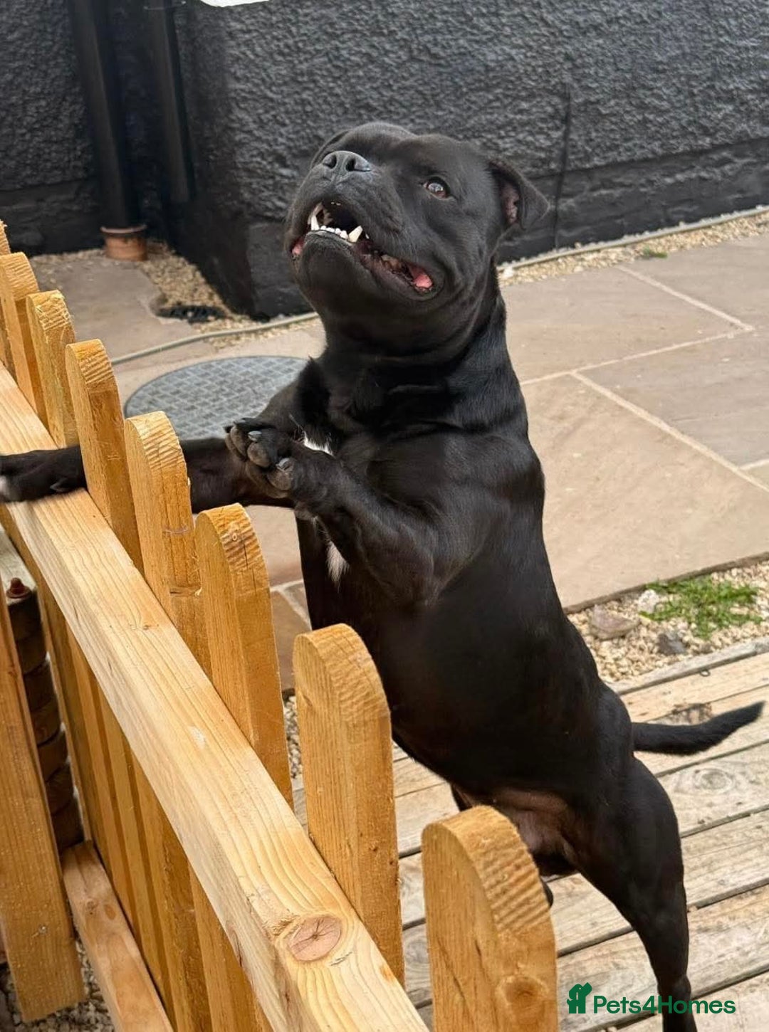 Staffordshire Bull Terrier dogs for sale: Stunning litter of Blue & Black Puppies - Advert 5