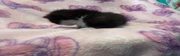 Mixed Breed cats for sale: Frankie’s Kittens Ready 20th August - Advert 30