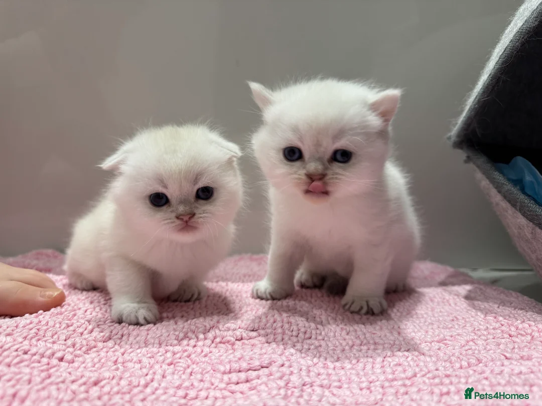 Scottish Fold cats for sale: Full pedigree Scottish fold kittens  - Advert 6