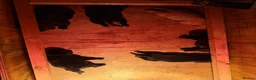 Labrador Retriever dogs for sale: Labrador Pups - Advert 6