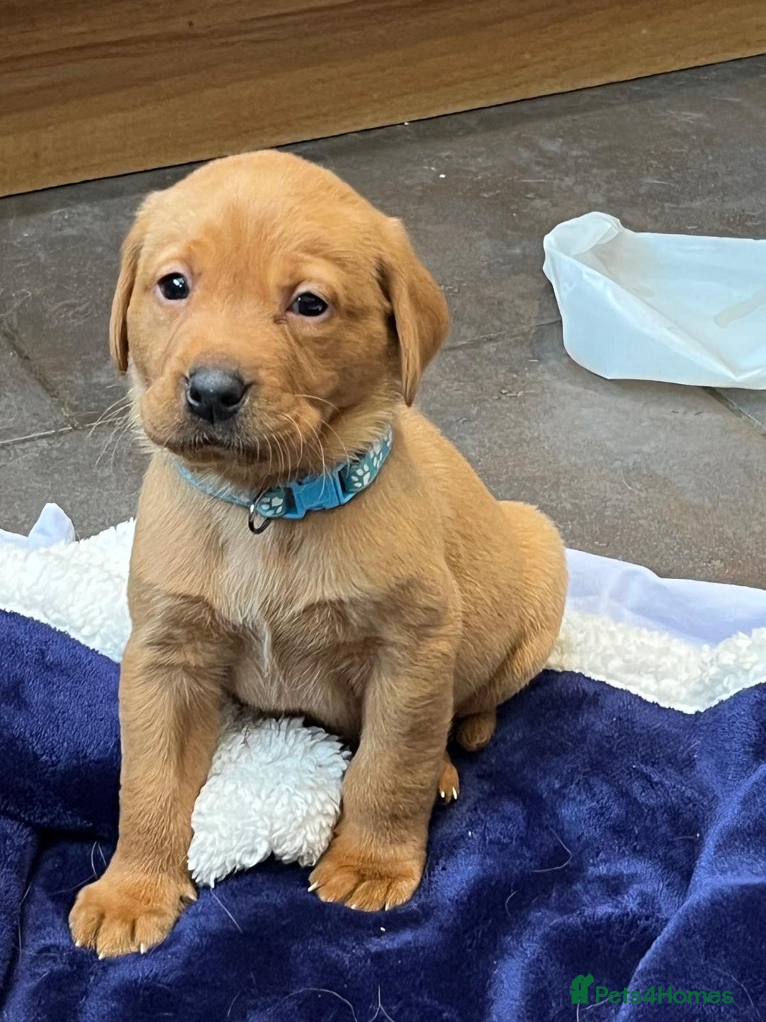 Labrador Retriever dogs for sale: Kennel Club Fox Red Labrador Puppies Health Tested - Advert 15