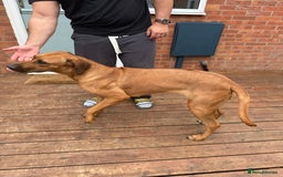Rhodesian Ridgeback dogs for sale: Pedigree Rhodesian Ridgeback - Image 5
