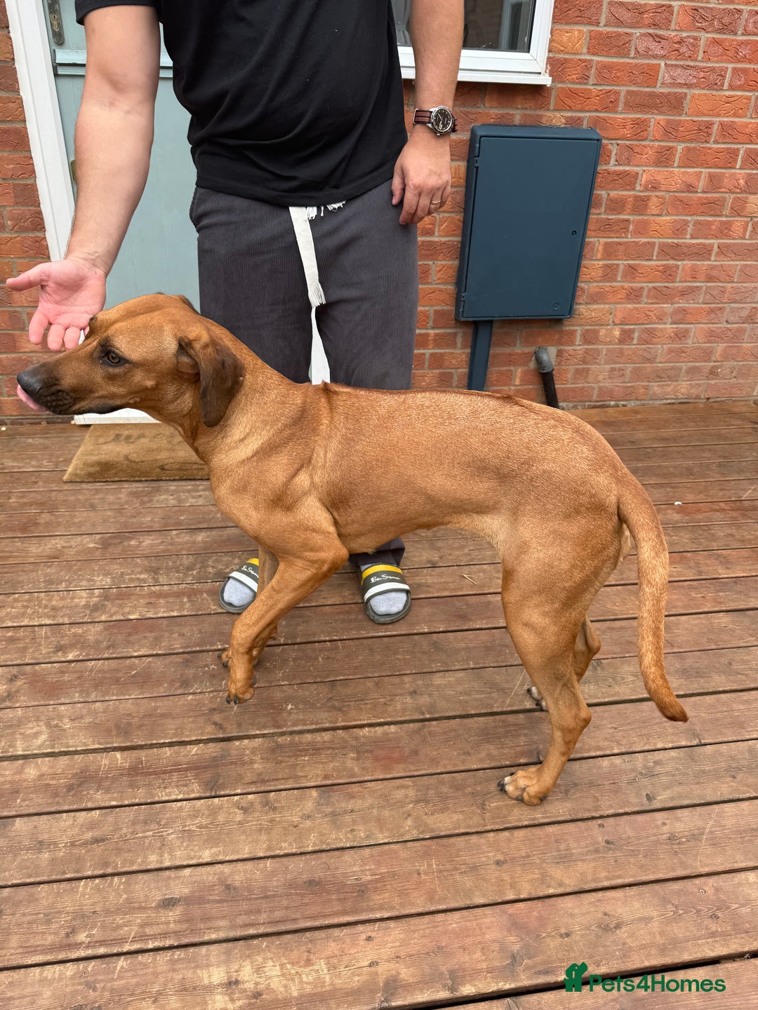 Rhodesian Ridgeback dogs for sale: Pedigree Rhodesian Ridgeback - Image 5