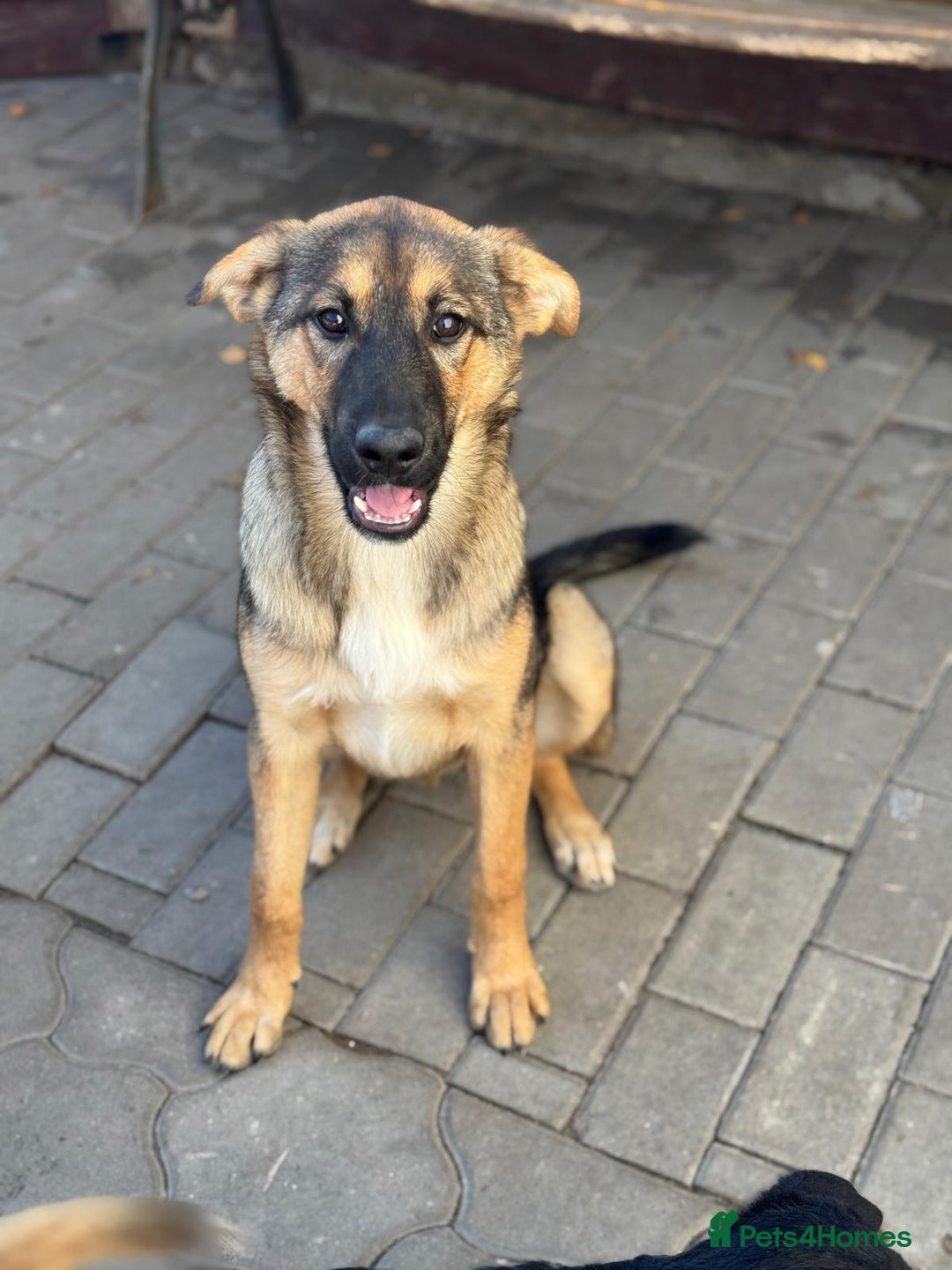 Mixed Breed dogs for adoption: BIBY, a Lovely young girl - for a Loving Home - Advert 21