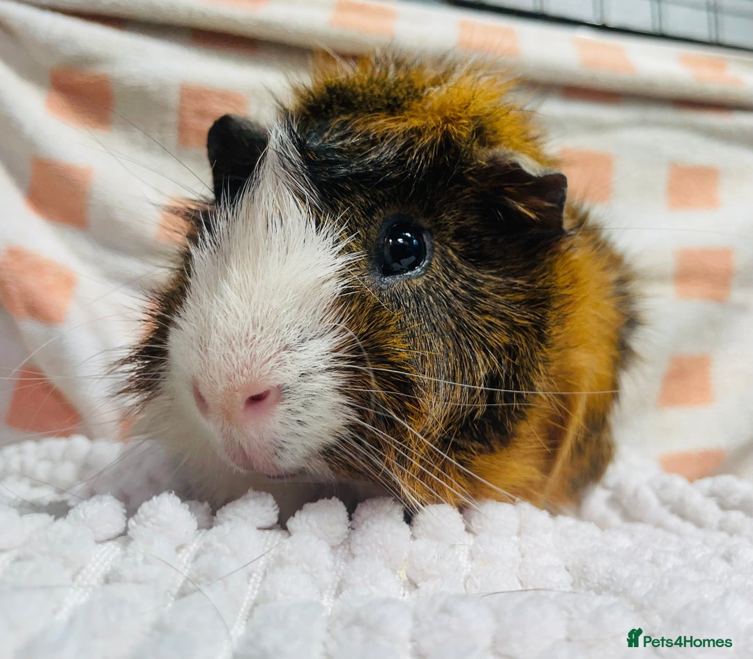 Guinea Pig rodents for sale: Various Male guinea pigs in Leeds - Image 3