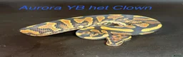 Python Snake reptiles for sale: Mixed juvinile royals - Advert 4