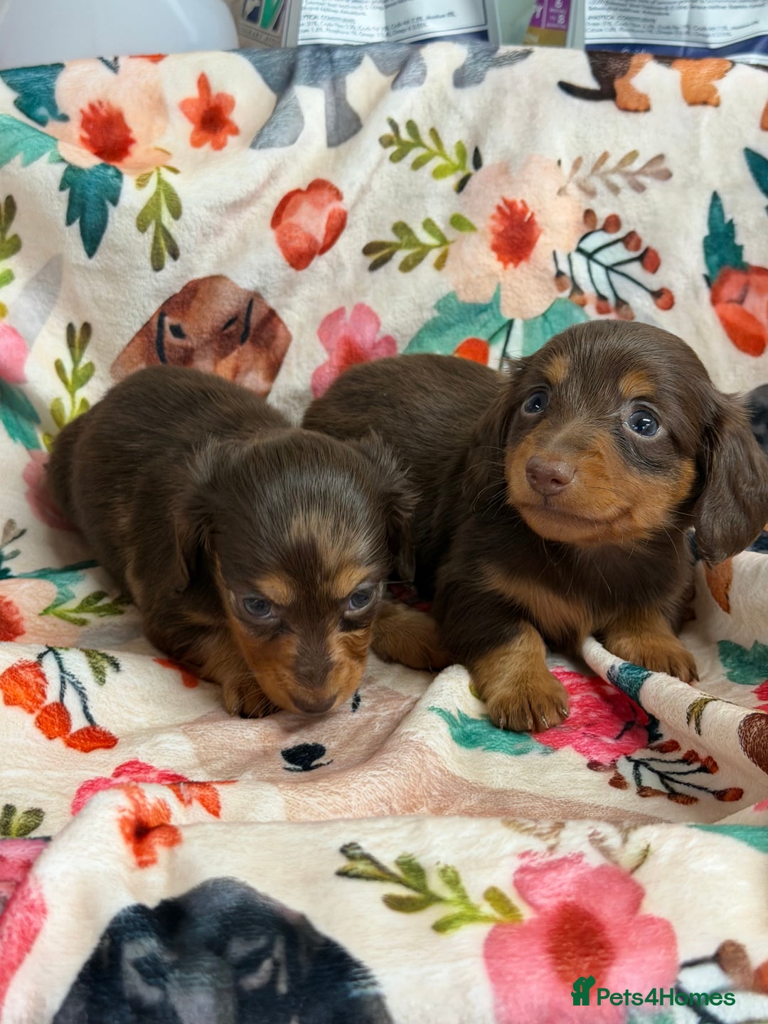 Miniature Dachshund dogs for sale: 2 left Long haired mini dachshund pups  - Advert 17