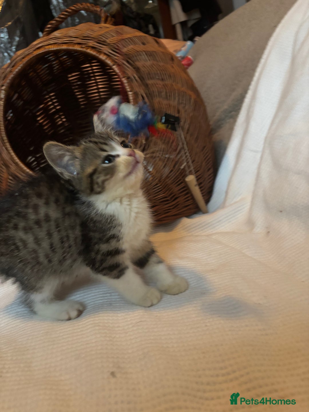 Mixed Breed cats for sale: Maine-Coon x British Blue Kittens.  - Advert 6