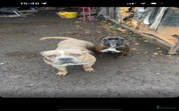 Mixed Breed dogs for sale: Koda for rehome  - Advert 5