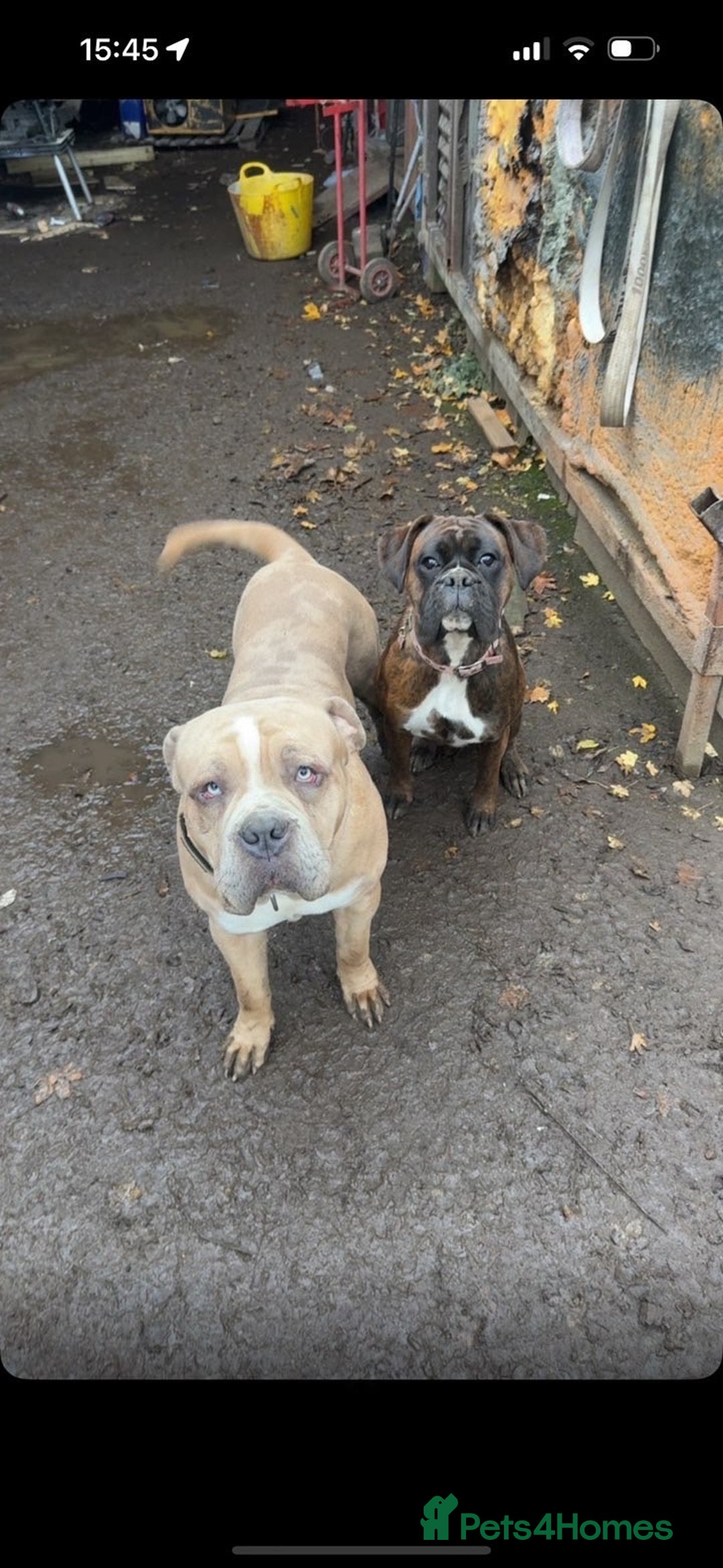 Mixed Breed dogs for sale: Koda for rehome  - Advert 5