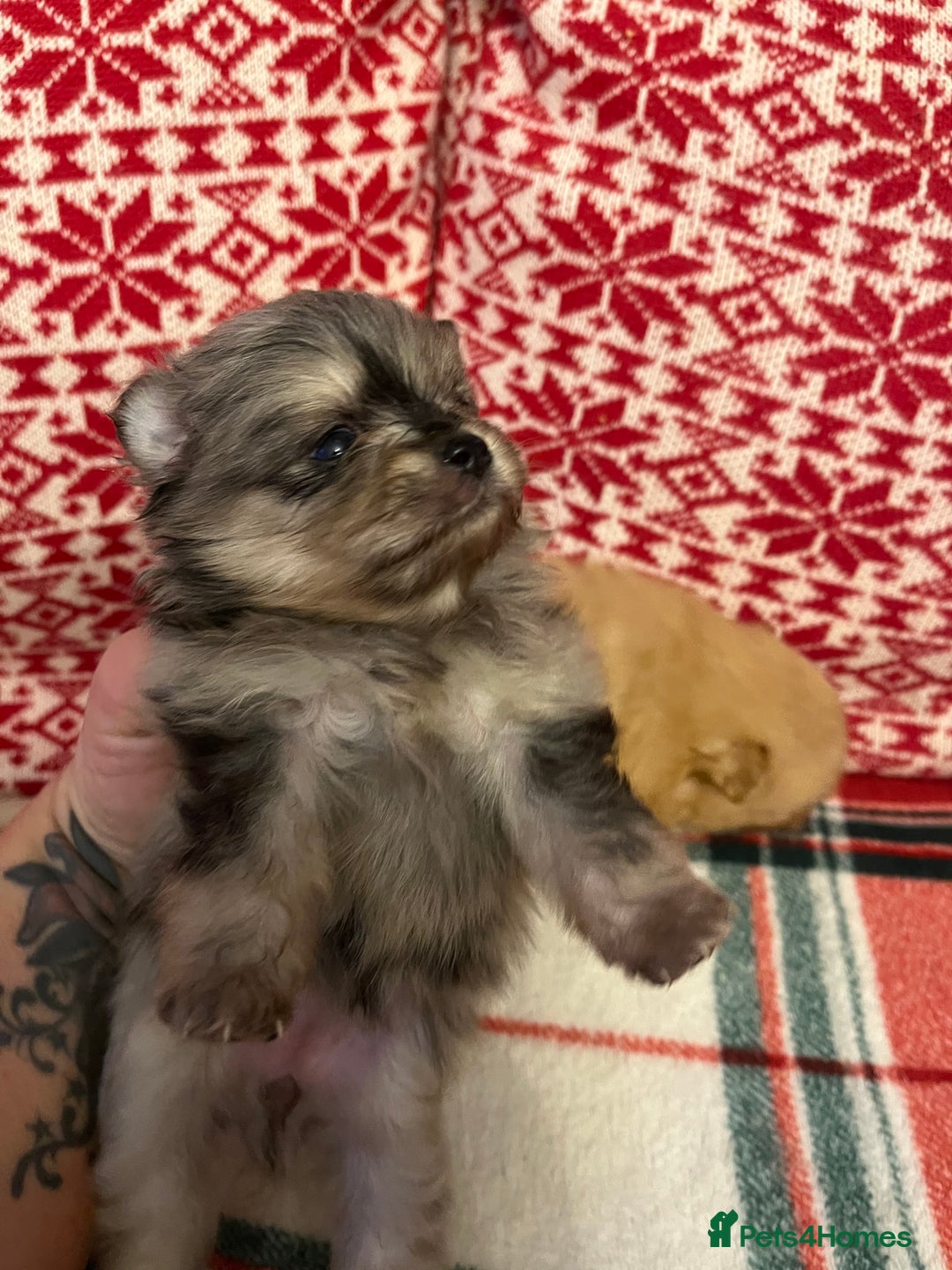 Pomeranian dogs for sale: Stunning Pomeranian puppys - Advert 4