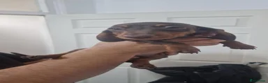 Miniature Dachshund 2