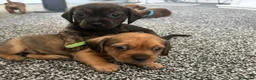 Mixed Breed dogs for sale: 6 dashound mix breed puppies  in Retford - Advert 5