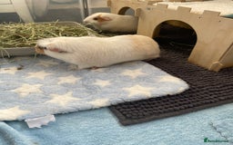 Guinea Pig rodents for sale: Two beautiful & very friendly female Guinea Pigs - Image 3