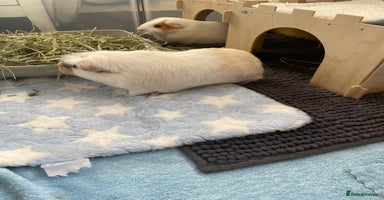 Guinea Pig rodents - Advert 9