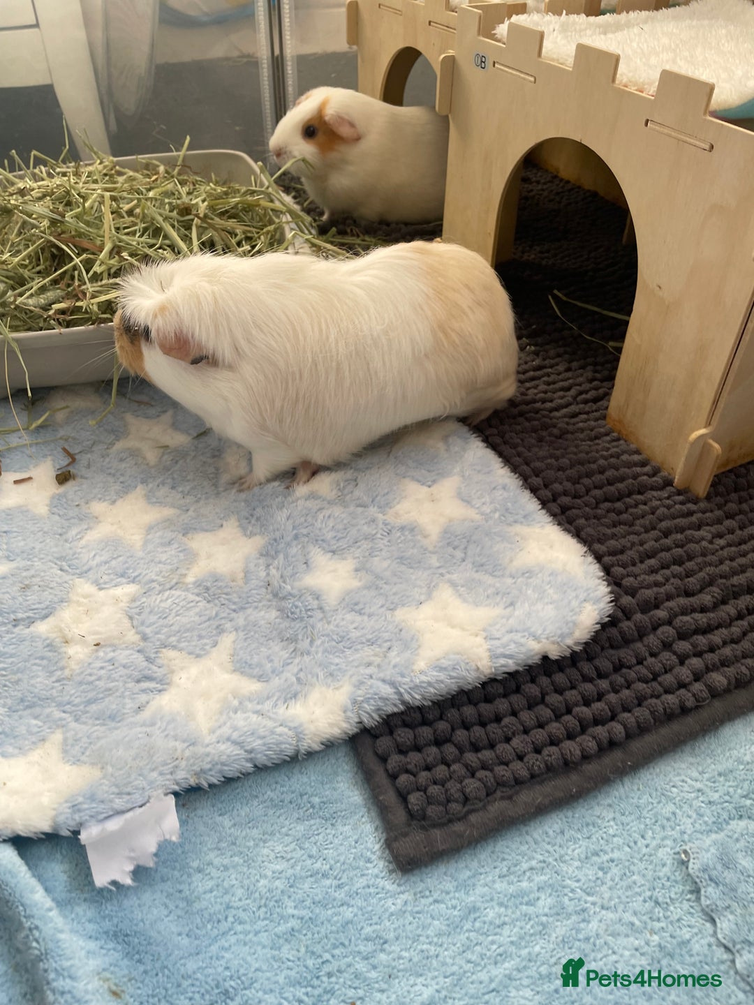Guinea Pig rodents for sale: Two beautiful & very friendly female Guinea Pigs - Image 3