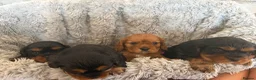 Cavalier King Charles Spaniel dogs for sale: KC Beautiful Health Tested Babies - Advert 9