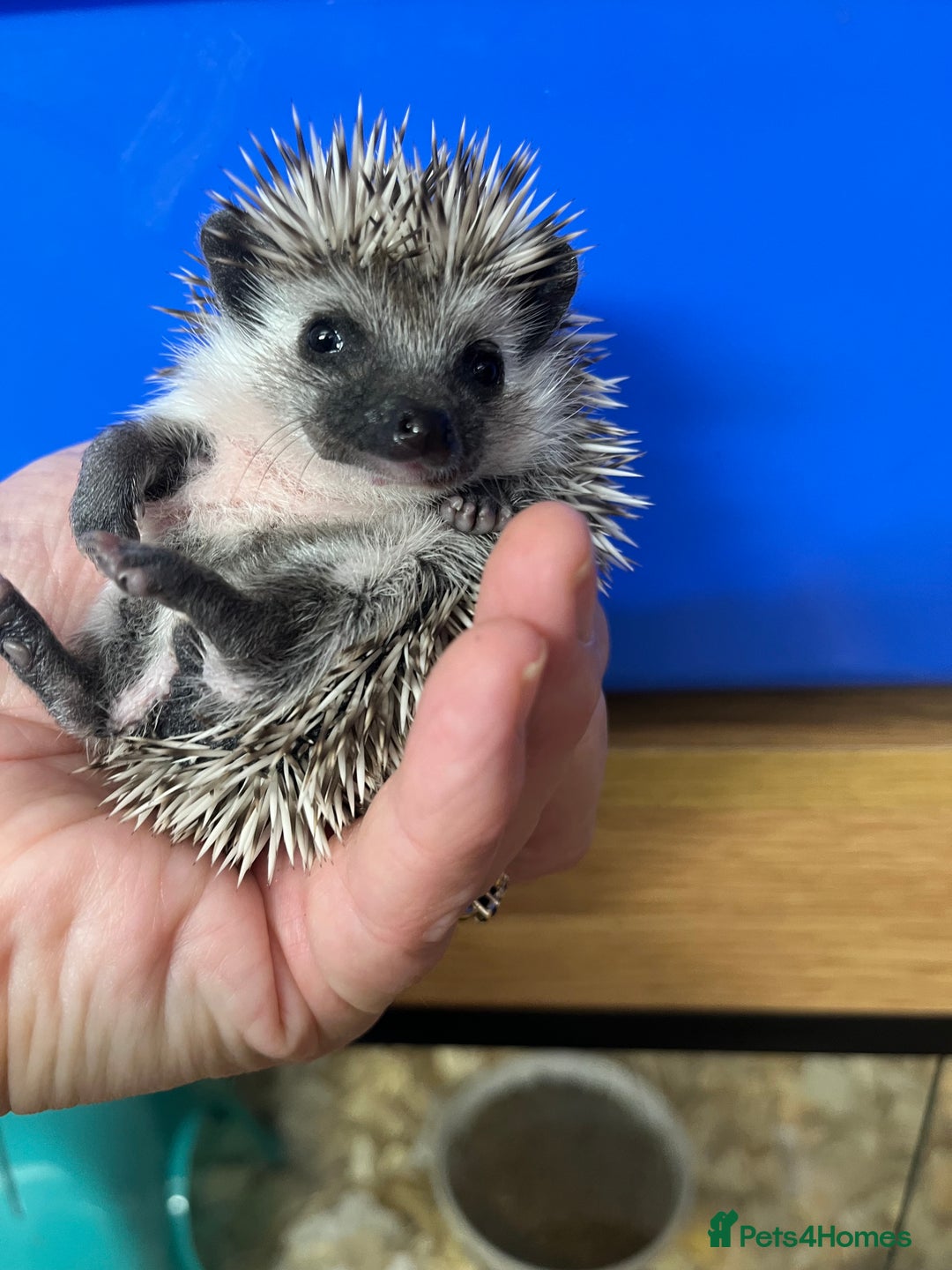 Pygmy Hedgehog rodents for sale: Jet black /albino/assorted baby hoglets ready now! - Advert 15