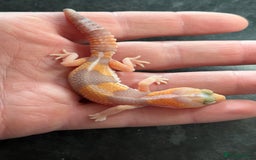 Gecko reptiles for sale: Geckos for sale STUNNING BABIES Leopard and AFT - Image 11