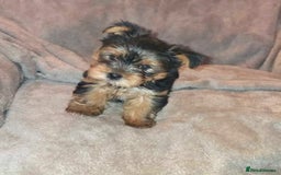 Yorkshire Terrier dogs for sale: Special offer!!! Gorgeous Yorkie puppies - Image 1