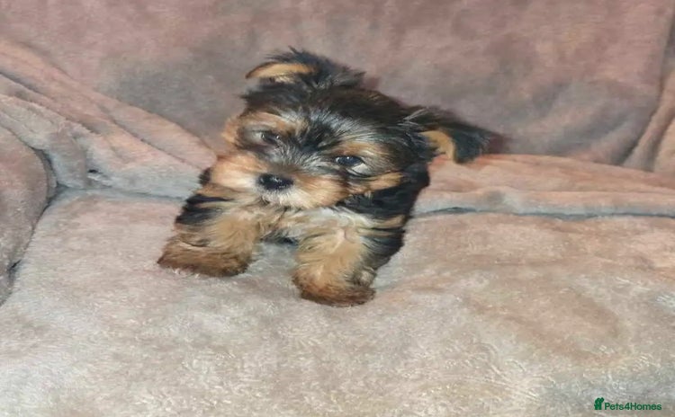 Yorkshire Terrier dogs - Advert 3