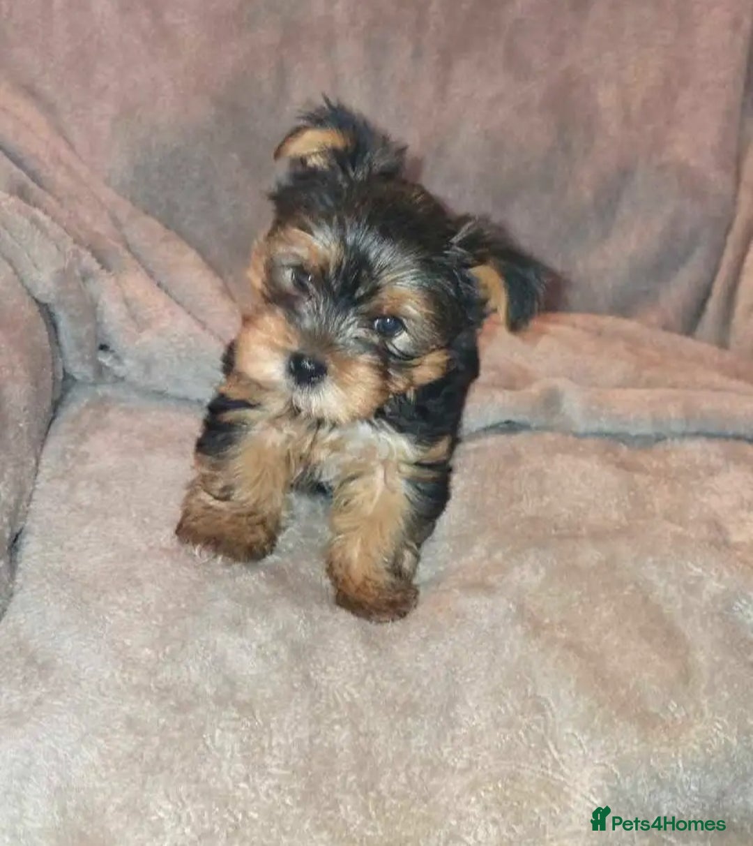 Yorkshire Terrier dogs for sale: Special offer!!! Gorgeous Yorkie puppies - Image 1