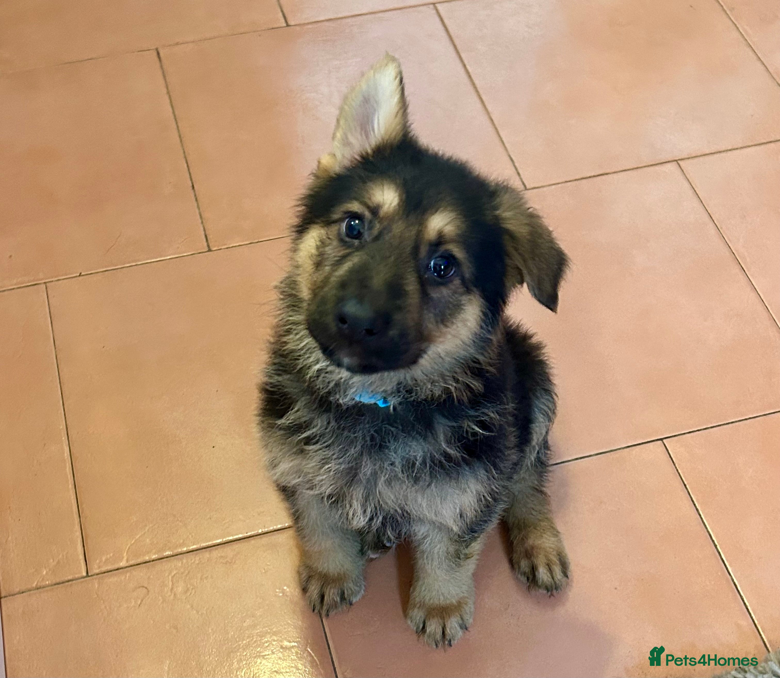 German Shepherd dogs Straight back pure breed German shepherd puppies - Advert 14
