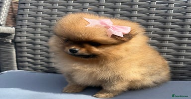 Pomeranian dogs - Advert 7