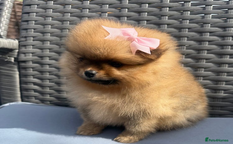 Pomeranian dogs - Advert 8