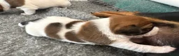 Jack Russell dogs for sale: Delightful Miniature Jack Russell Pups - Advert 17