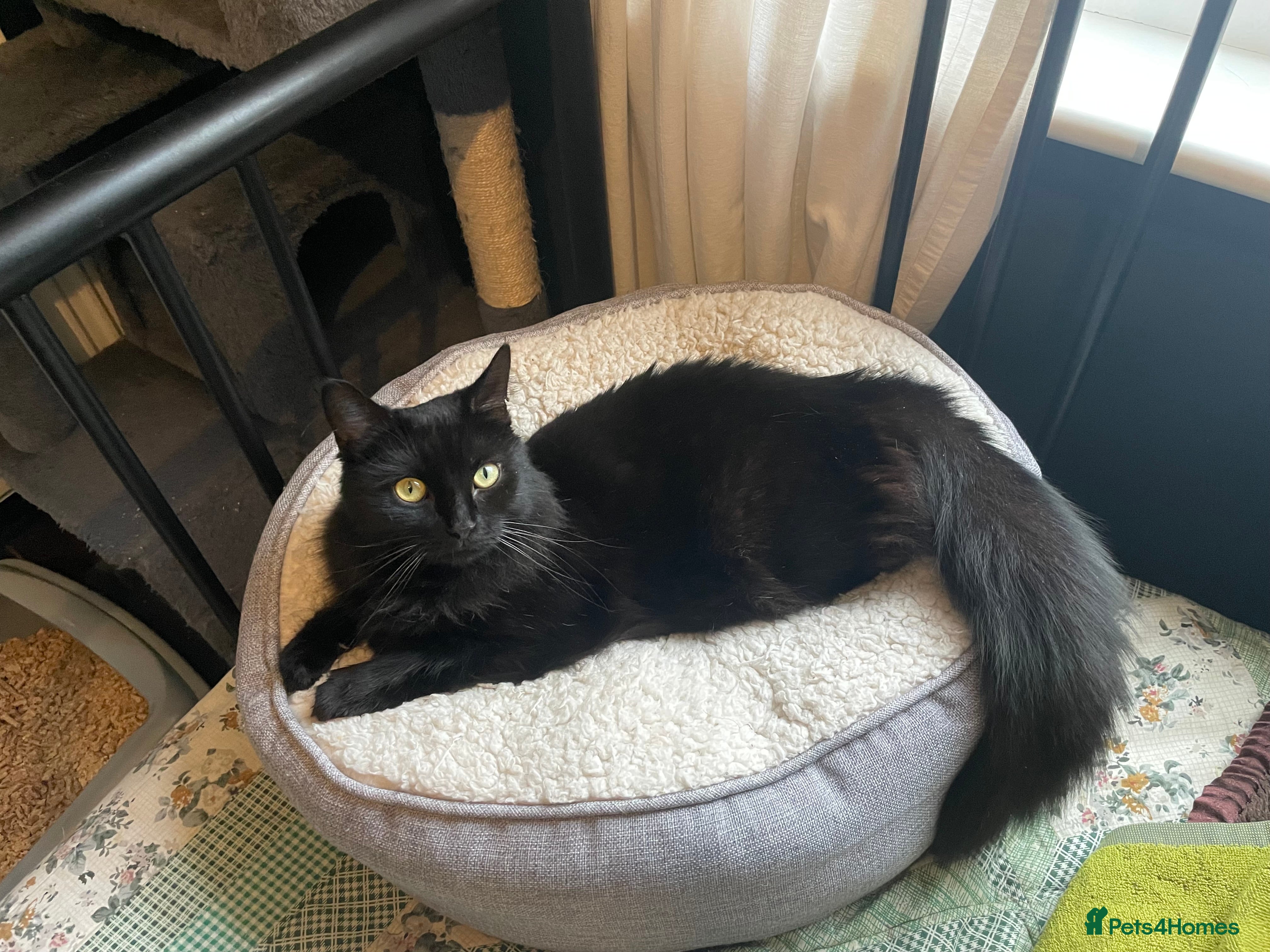 Domestic Shorthair cats Zara, 4 year old female neutered  - Advert 15