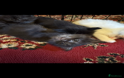 Maine Coon cats for sale: Maine coon kittens - Image 11
