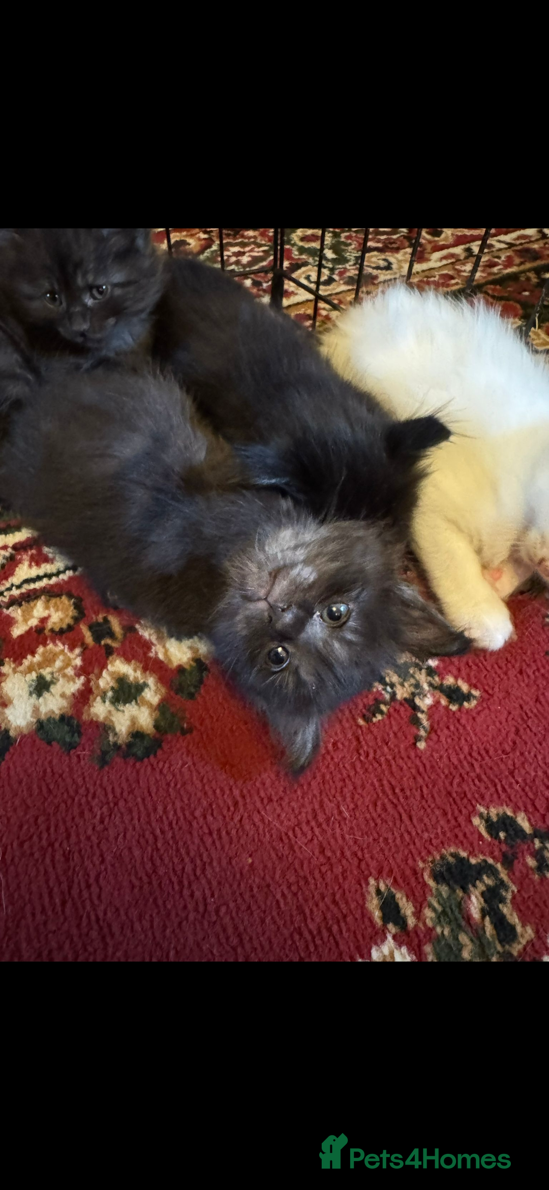 Maine Coon cats for sale: Maine coon kittens - Image 11