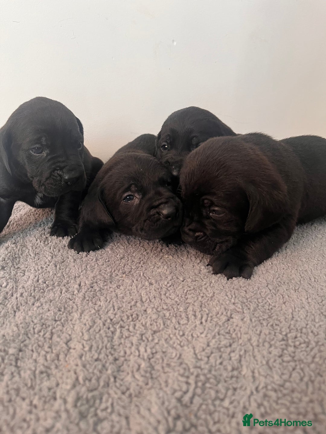 Cane Corso dogs for sale: Stunning Full Pedigree Cane Corso Puppies 🏆  - Advert 7