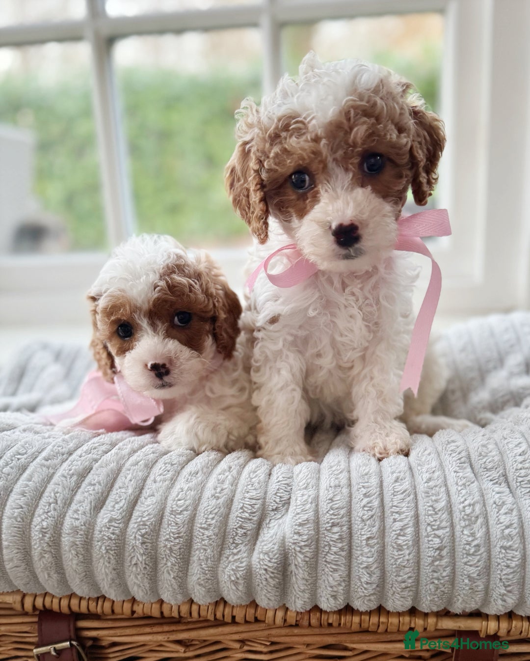 Cavapoochon dogs for sale: Cavapoochon puppies ready to leave 23 December  - Advert 1