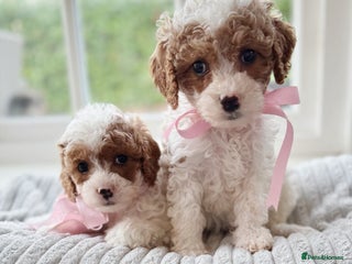 Cavapoochon dogs Cavapoochon puppies ready to leave 23 December - Advert 5