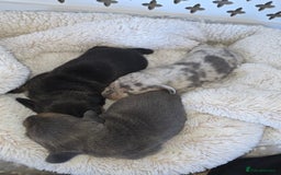 Miniature Dachshund dogs for sale: Miniature smooth dachshund  - Image 9