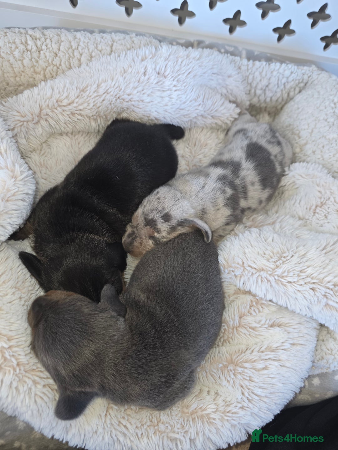 Miniature Dachshund dogs for sale: Miniature smooth dachshund  - Image 9