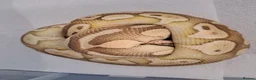 Snake reptiles for sale: Royal Pythons, Boa, Olive python Hoggies, Tortoise in Andover - Advert 7