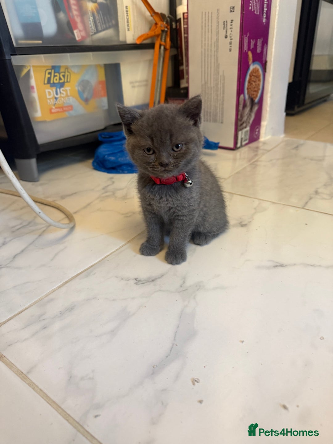 British Shorthair cats for sale: British short hair kittens  - Advert 13
